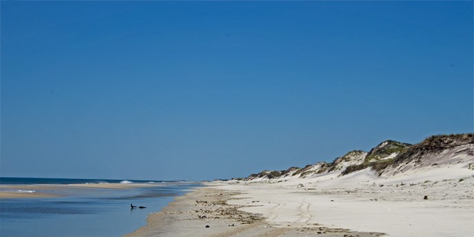 The high dunes of the Otis Pike Fire Island High Dune Wilderness stretch along Fire Island's ocean shoreline.