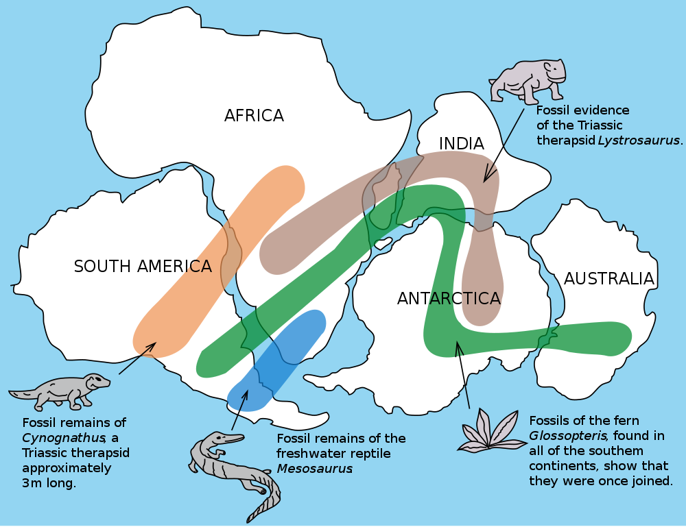 A simple map of Pangea showing the ranges of fossils of prehistoric organisms found across today's continents.