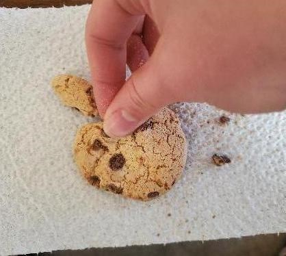 A chocolate chip cookie is broken apart with fingers to remove chocolate chips.
