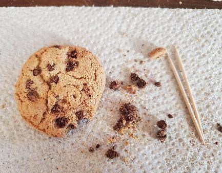 A chocolate chip cookie sits mostly in tact on a paper towel with a few chocolate chips and crumbs next to it. Two toothpicks lay next to the cookie.