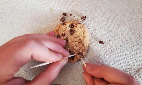 Two wood toothpicks are used to dig out chocolate chips from a cookie.