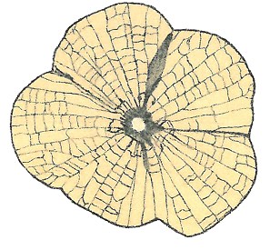 Original drawing of Florissantia speirii by Lesquereux