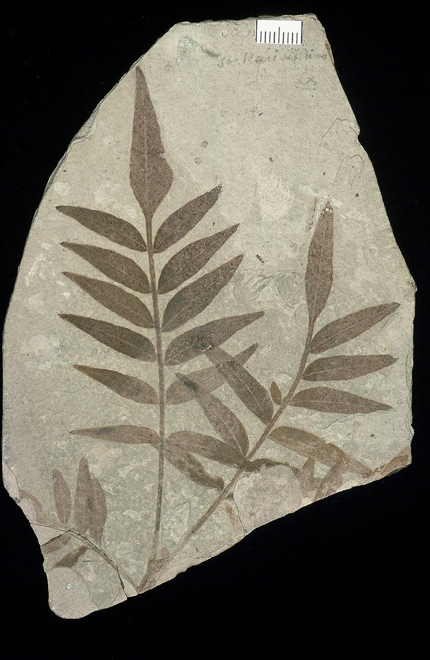 Fossil of plant leaves