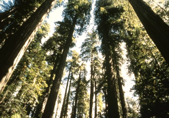 Looking up at the coastal Redwoods Photograph looking up at the coastal Redwoods.