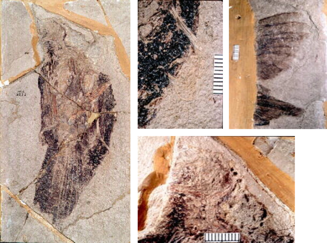 Perching bird fossil views. In a tan layered rock, a dark brown carbonized remain of a small bird is shown. There are other photographs that show a closer view of details in the bird fossil such as bone and feather details.