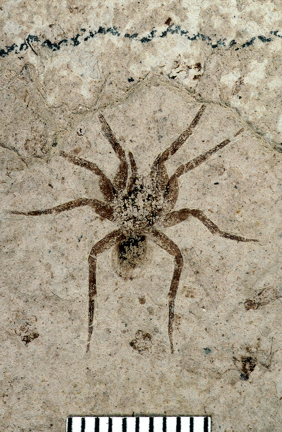 A dark spider fossil on a piece of tan shale.