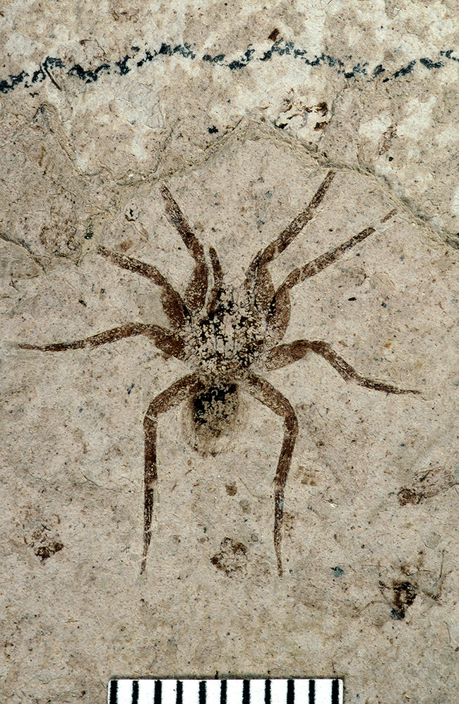 AMNH-FI-19032A A dark spider fossil on a piece of tan shale.