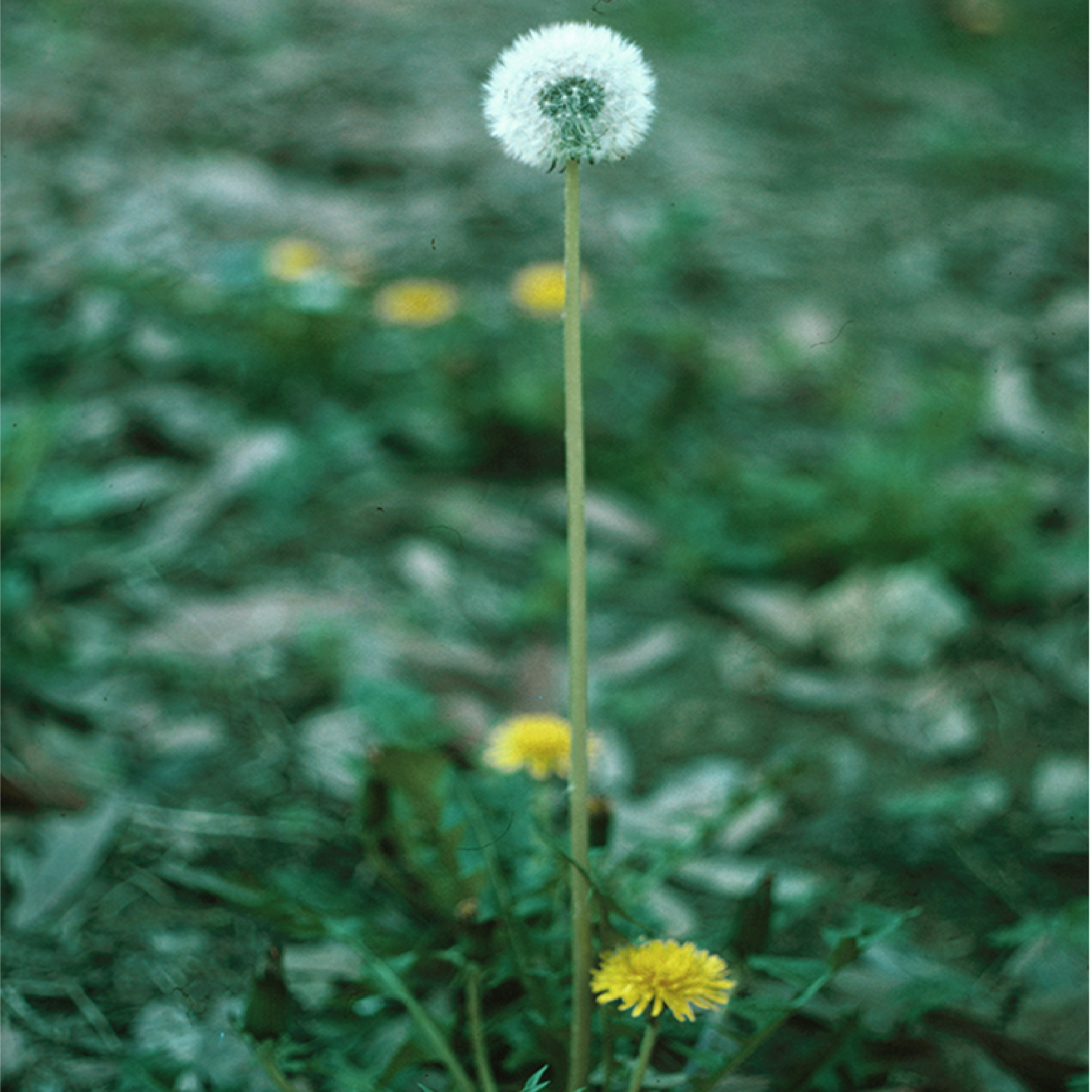 A dandelion puff ball at top with yellow flowers at bottom on a background of green.