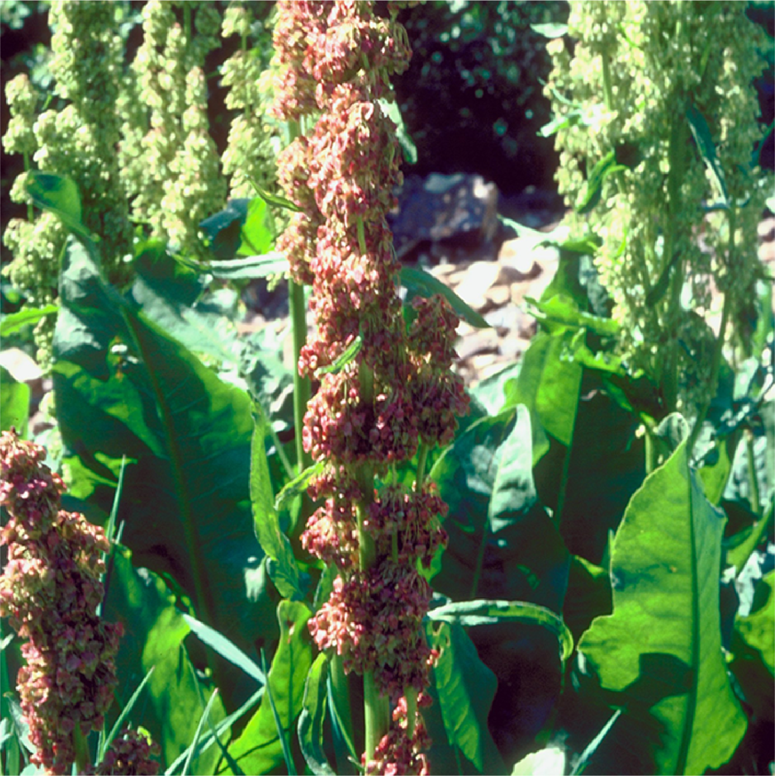 A long plant stalk covered in seeds with large erect leaves coming from the bottom