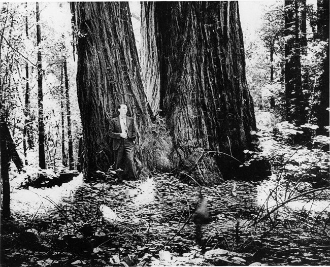 A black and white image of a man standing in front of a trio of living redwood trees.