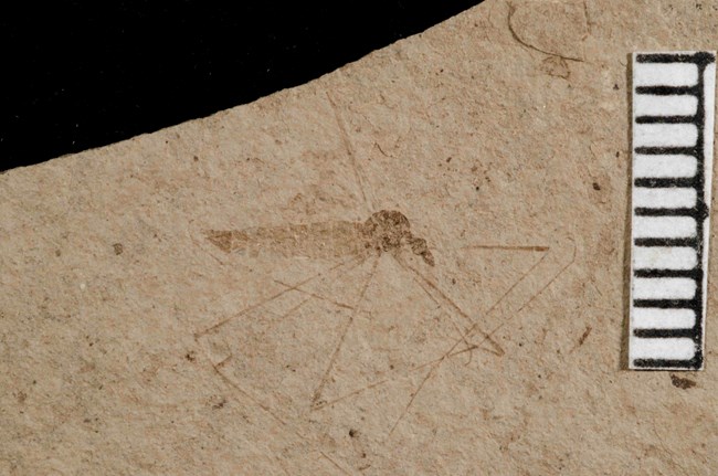Side view of a fossilized crane fly with it's legs folded under it's body.