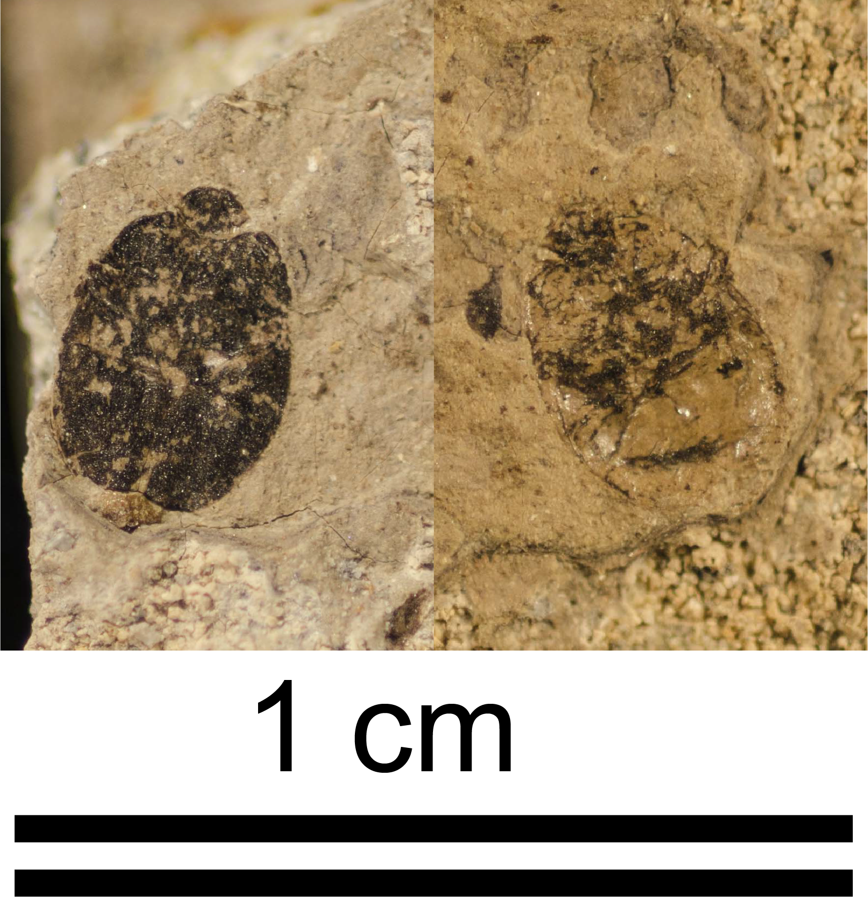 Two halves of a beetle fossil side by side showing the beetles back on the left and it's underside and legs on the right.