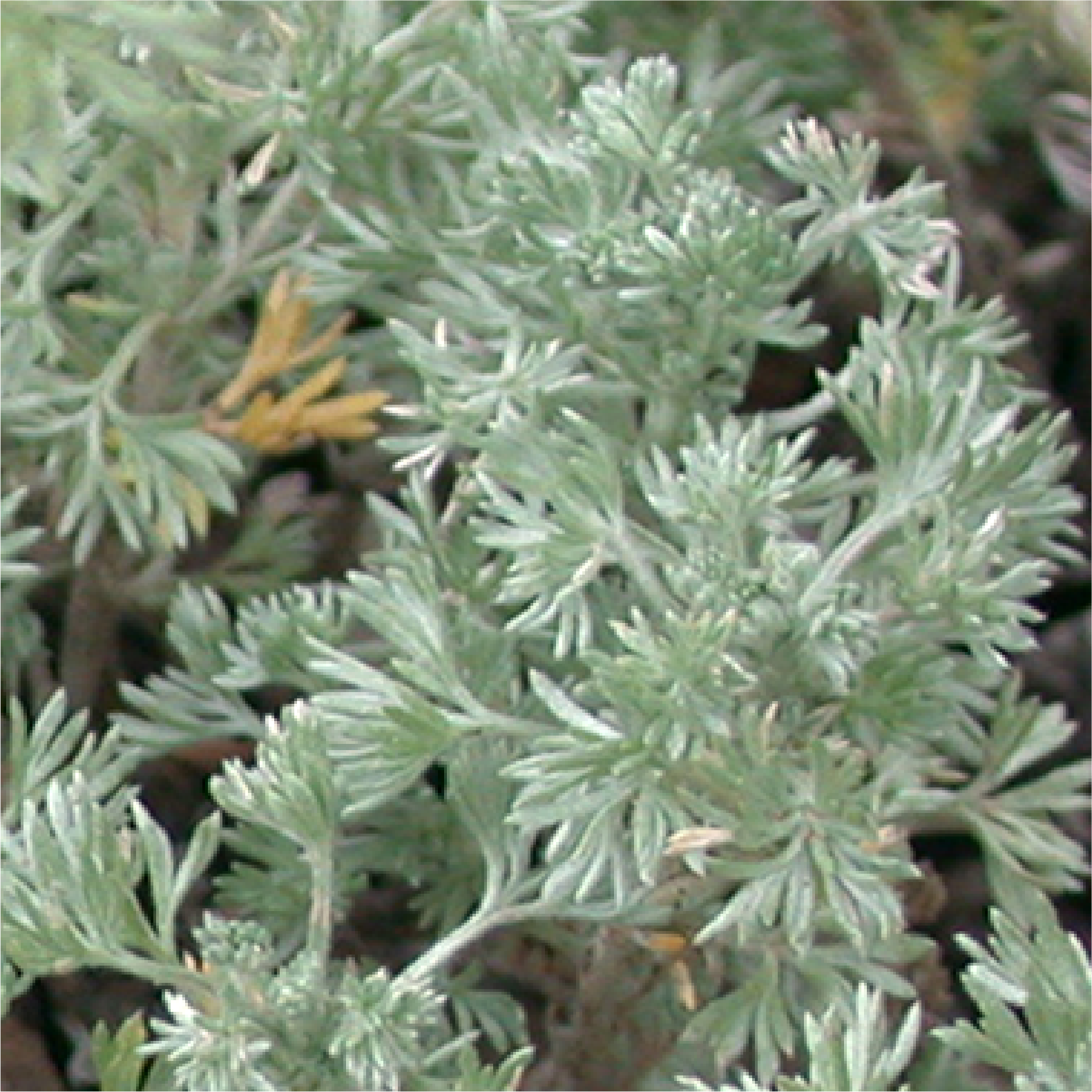 A close up photograph of the pale green leaves of the fringed sage.