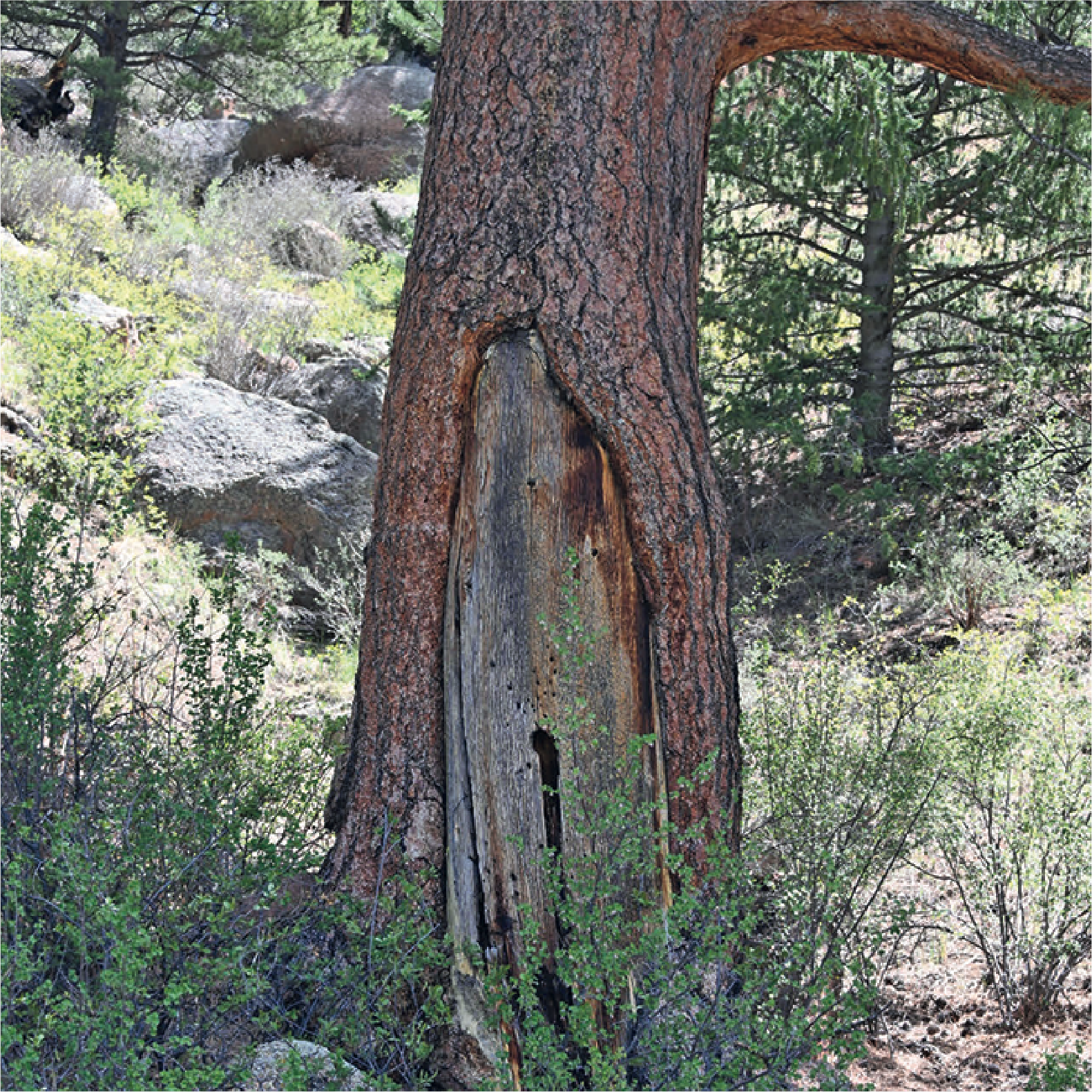 Ponderorsa pine trunk with large scar emphasized on the side.
