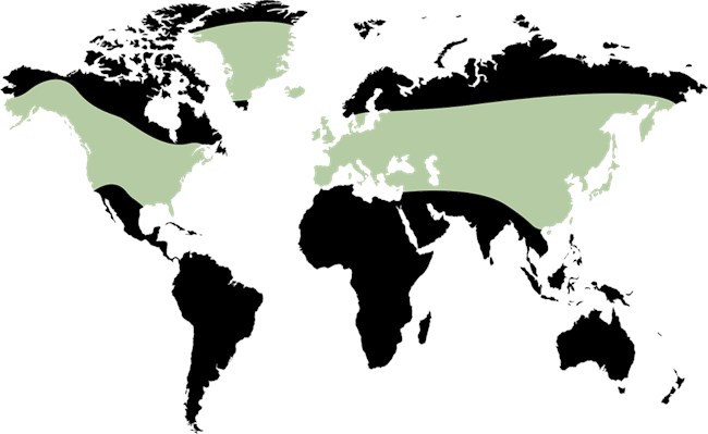 A world map with black continents, a band of green runs through the middle all the way across the Northern Hemisphere.