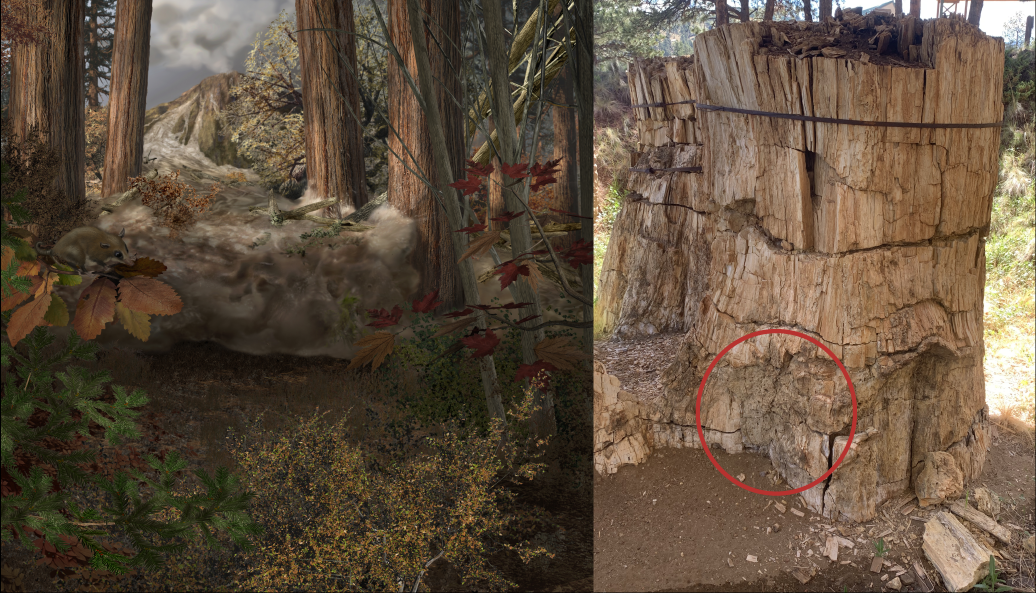 Two images side by side, the left shows artwork of a mudflow rushing through a redwood forest during the Eocene, the right shows the remains of the mudstone that formed against a fossil redwood stump.
