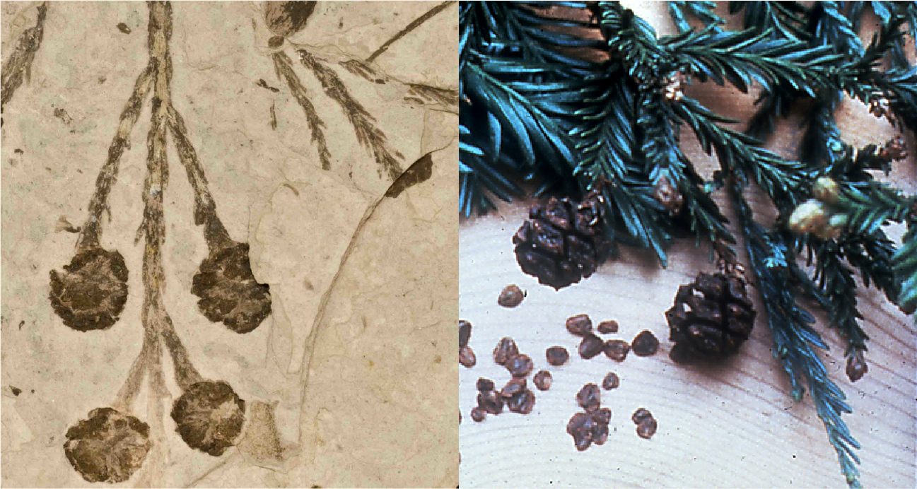 A picture of fossil redwood foliage and cones on the left, modern redwood foliage and cones on the right.