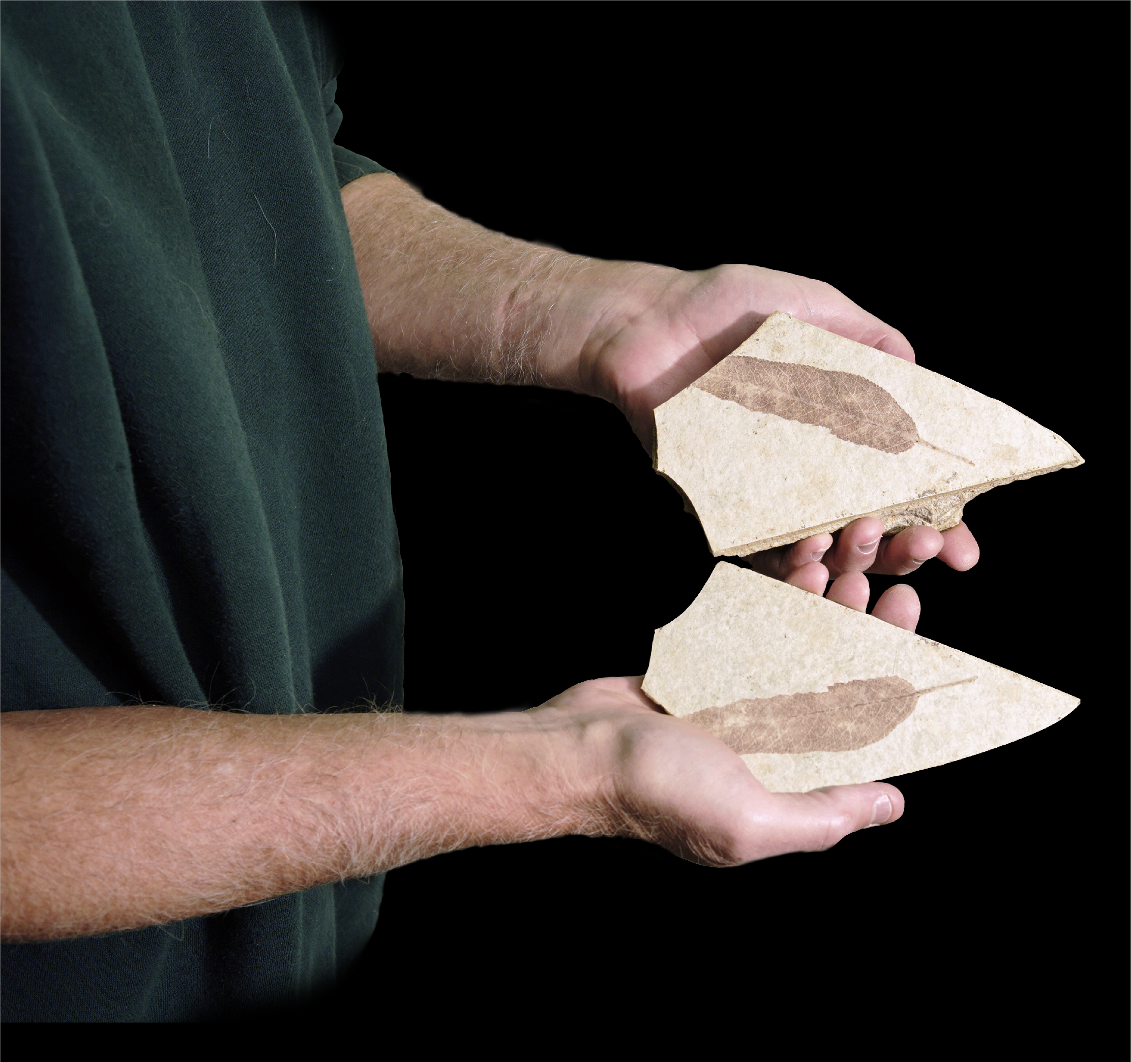 A pair of hands holding two half's of a fossil leaf, the fossils are mirror images of each other.