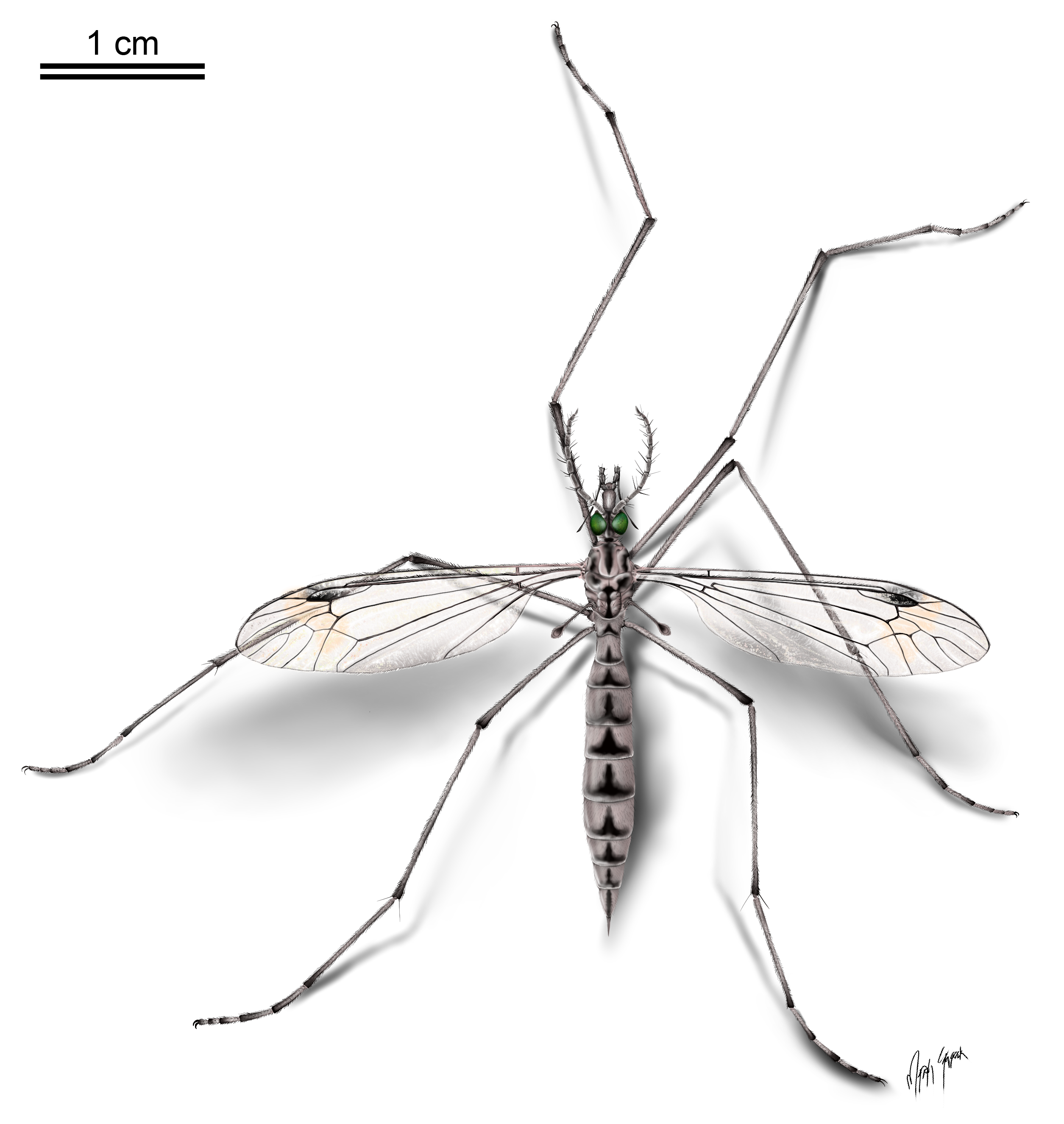 Artist reconstruction of grey and black crane fly on white background, letgs and wings are extended out.