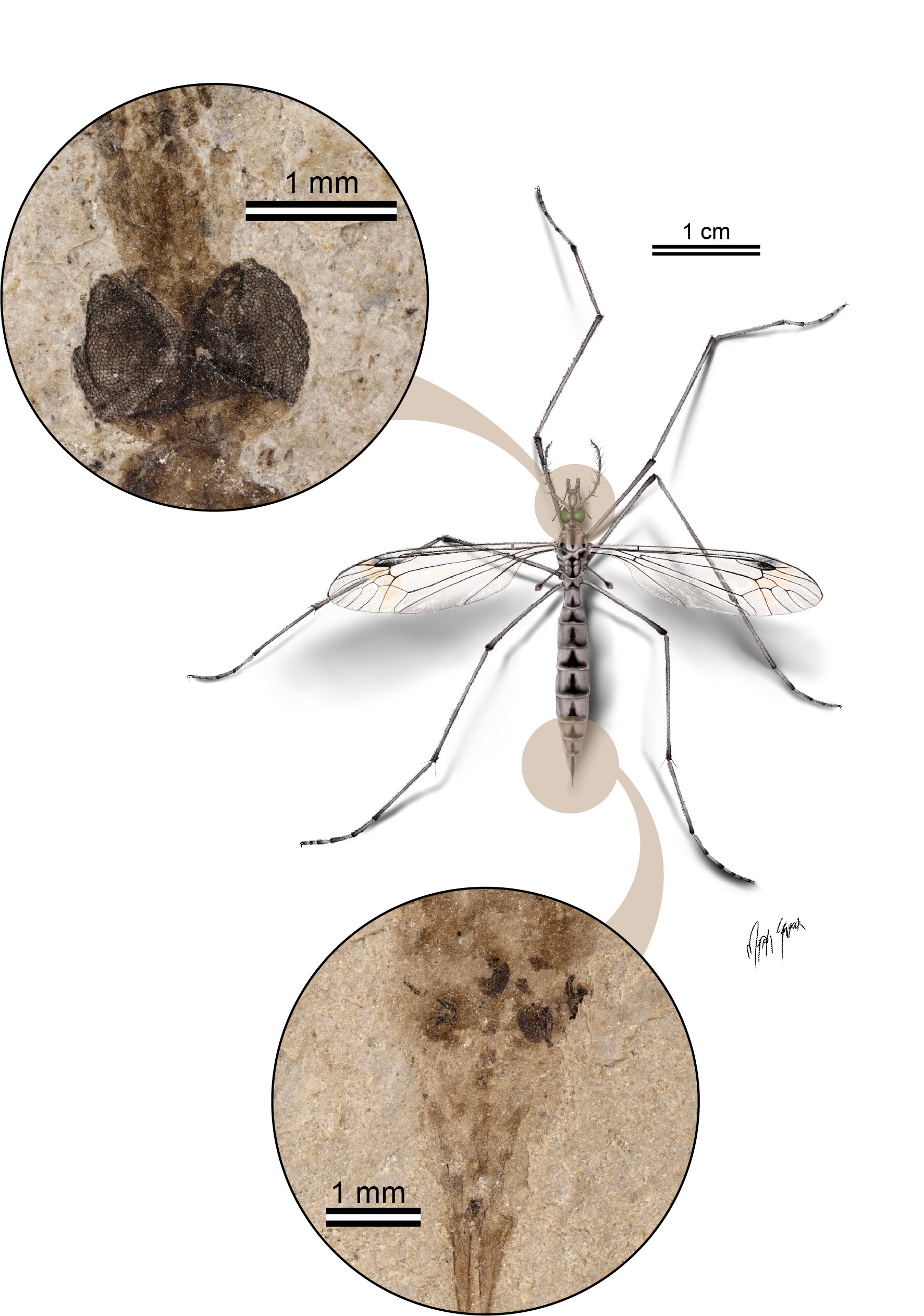 A grey crane fly on a white background with two cicrular insets showing close ups of fossilized eye and female reproductive organs..