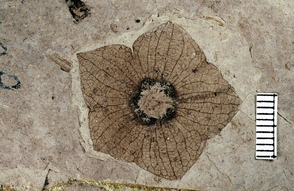 A fossil flower calyx on a tan piece of shale.