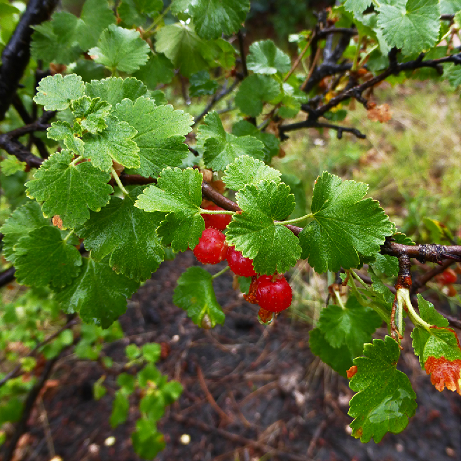 Round red berries half hidden by fin-shaped leaves.