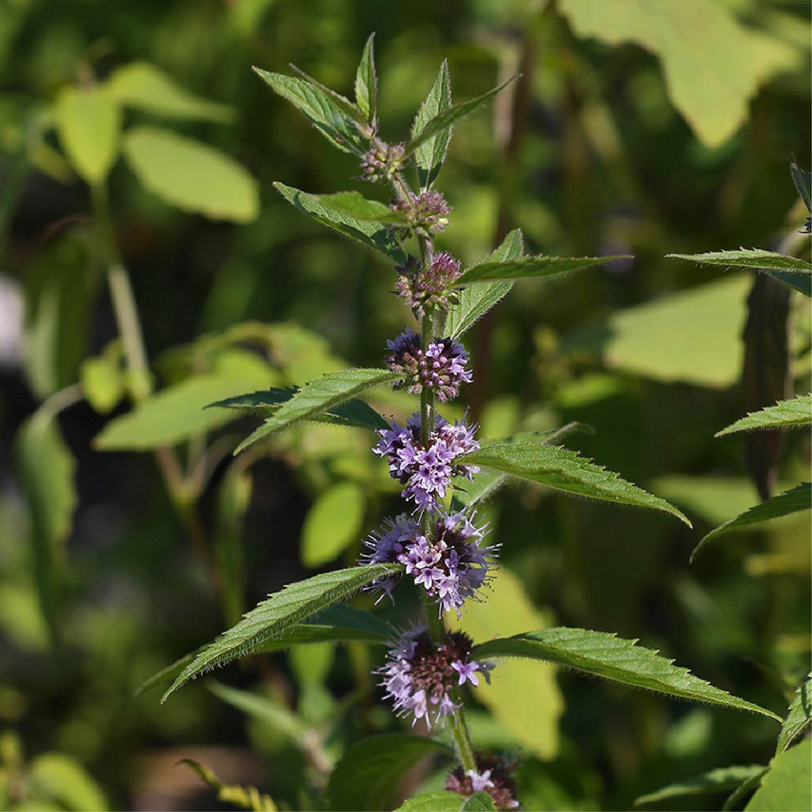 A close up of purple flower clusters on a stem with large green leaves.