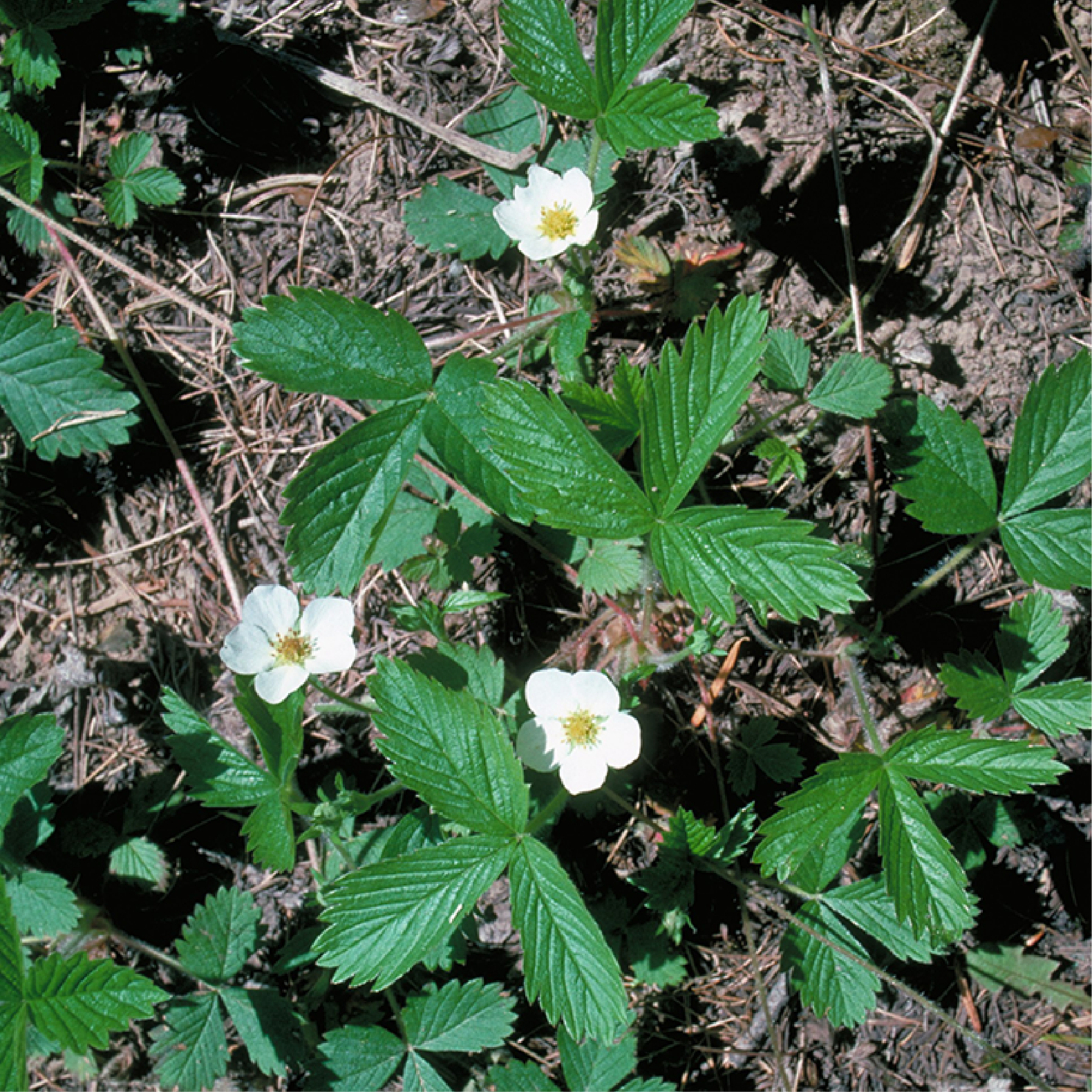 A close up of leaves in clusters of three and three white flowers.