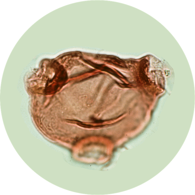 Xylonagra_HiddenTreas_101821 A translucent brown pollen grain under magnification on a pale green background.
