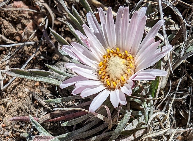 A flower with many white petals, silvery green leaves, and a yellow center grows close to the ground.