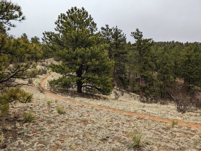 A trail winds along a ridge through tan grass and green pine trees.