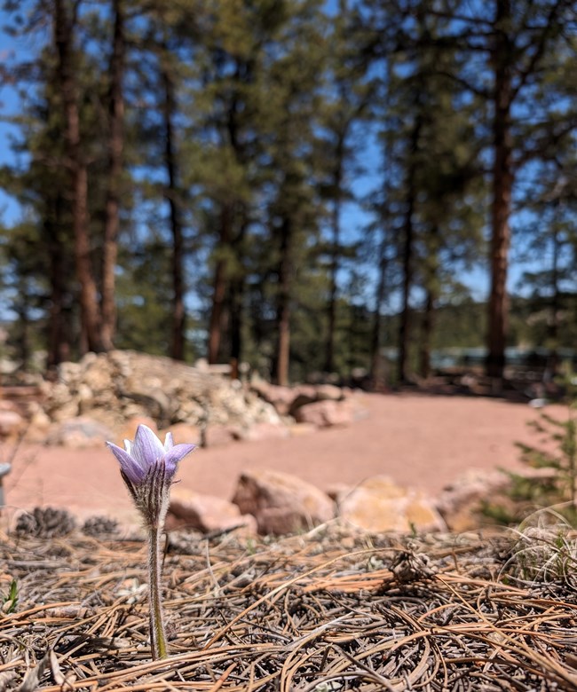 A purple flower with a green stalk grows in a bed of pine needles. A tan gravel path, a petrified tree stump, and green Ponderosa Pine trees are out of focus in the background.