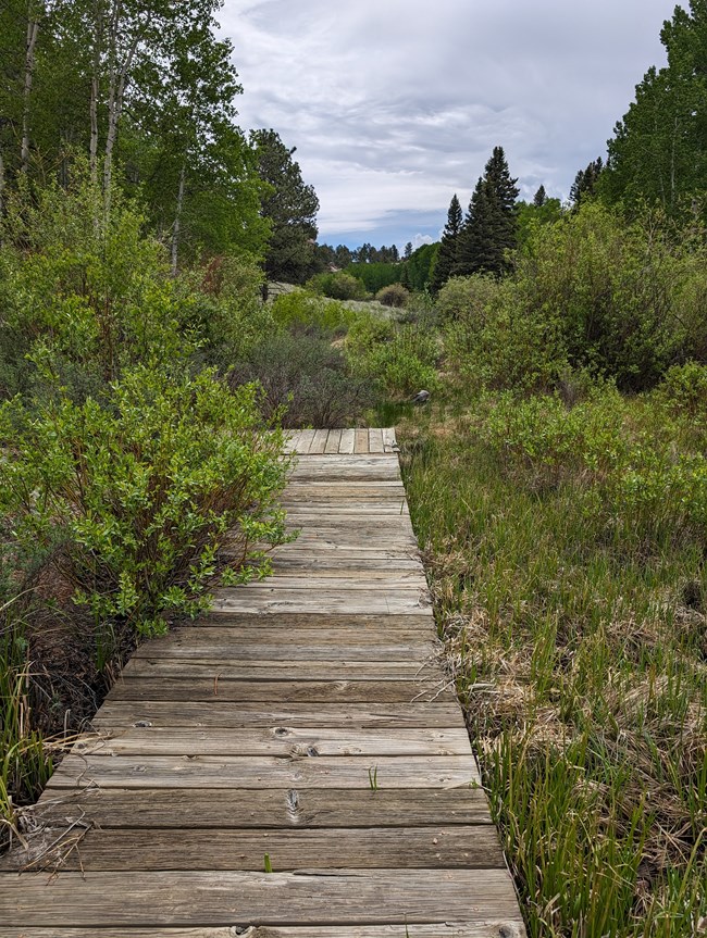 Wooden planks create a trail through grasses and bushes. Green trees line the horizon, while clouds fill the skies above.