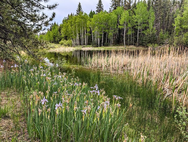 Green trees, tan cattails, and blue flowers surround a pond.