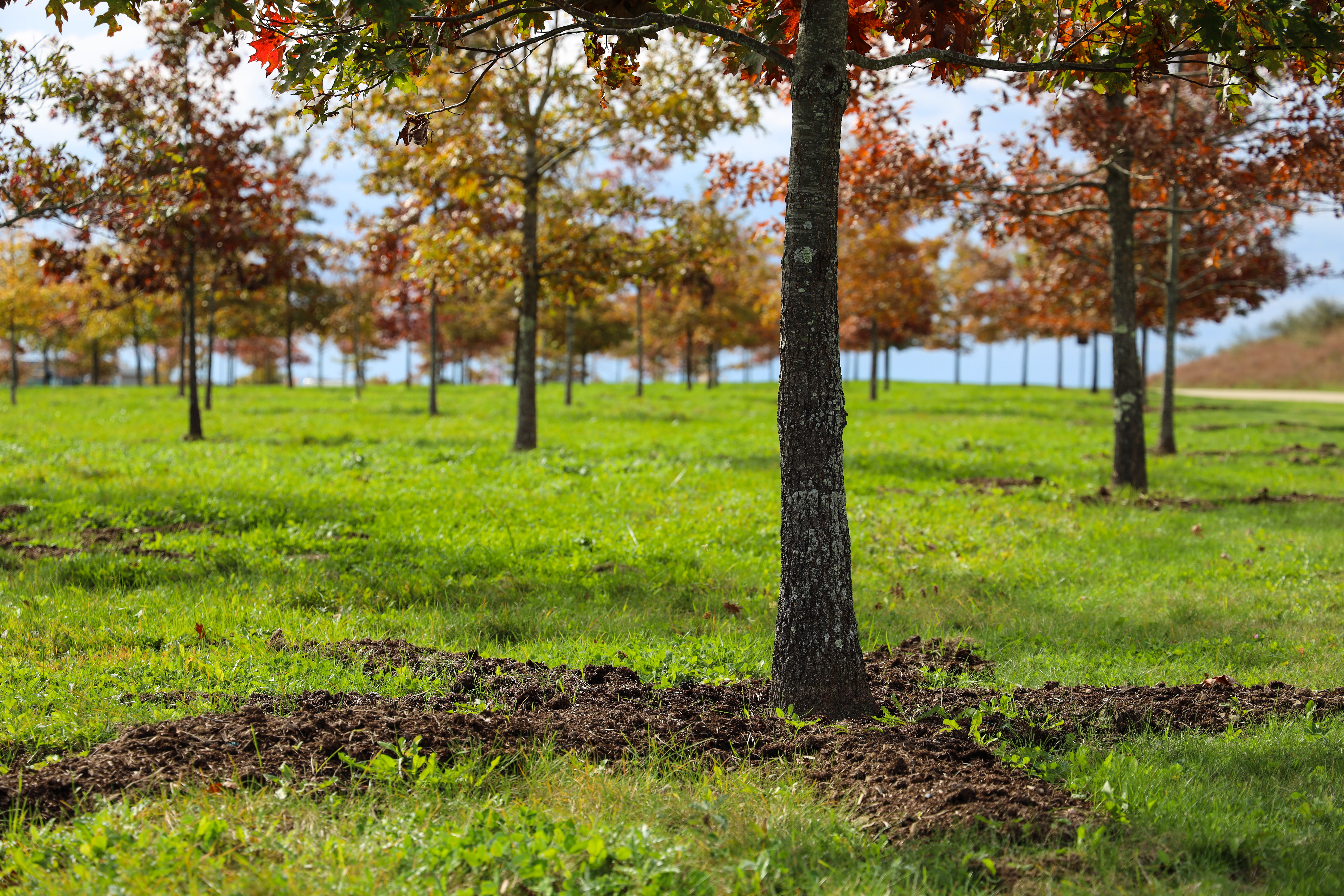 Dirt around trees being improved.