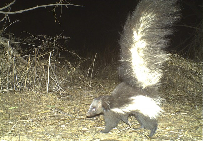 A wildlife camera photo of a skunk