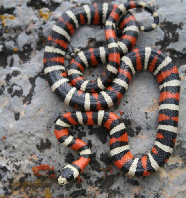 Sonoran Mountain Kingsnake A black red and white snake
