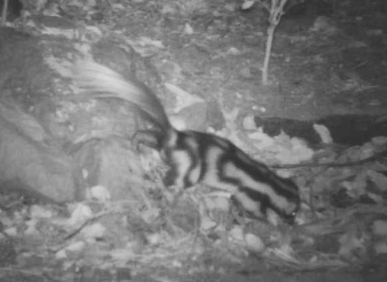 A black and white wildlife camera image of a skunk