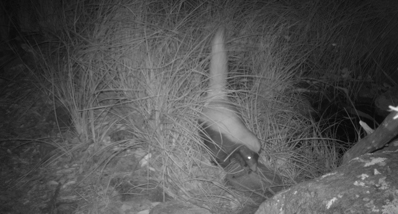 Black and white wildlife camera image of a skunk
