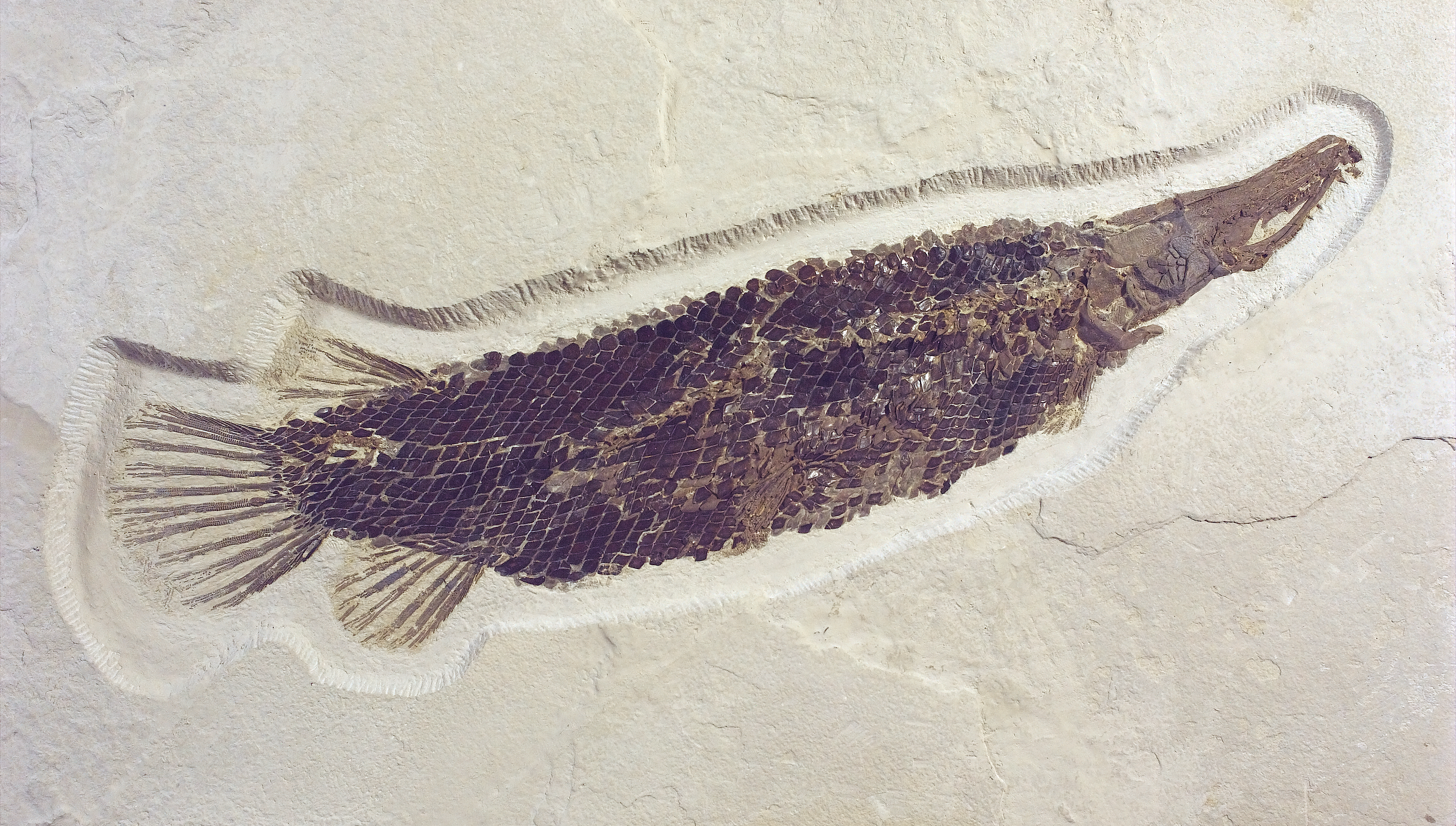 Fossil Fish - Fossil Butte National Monument (. National Park Service)