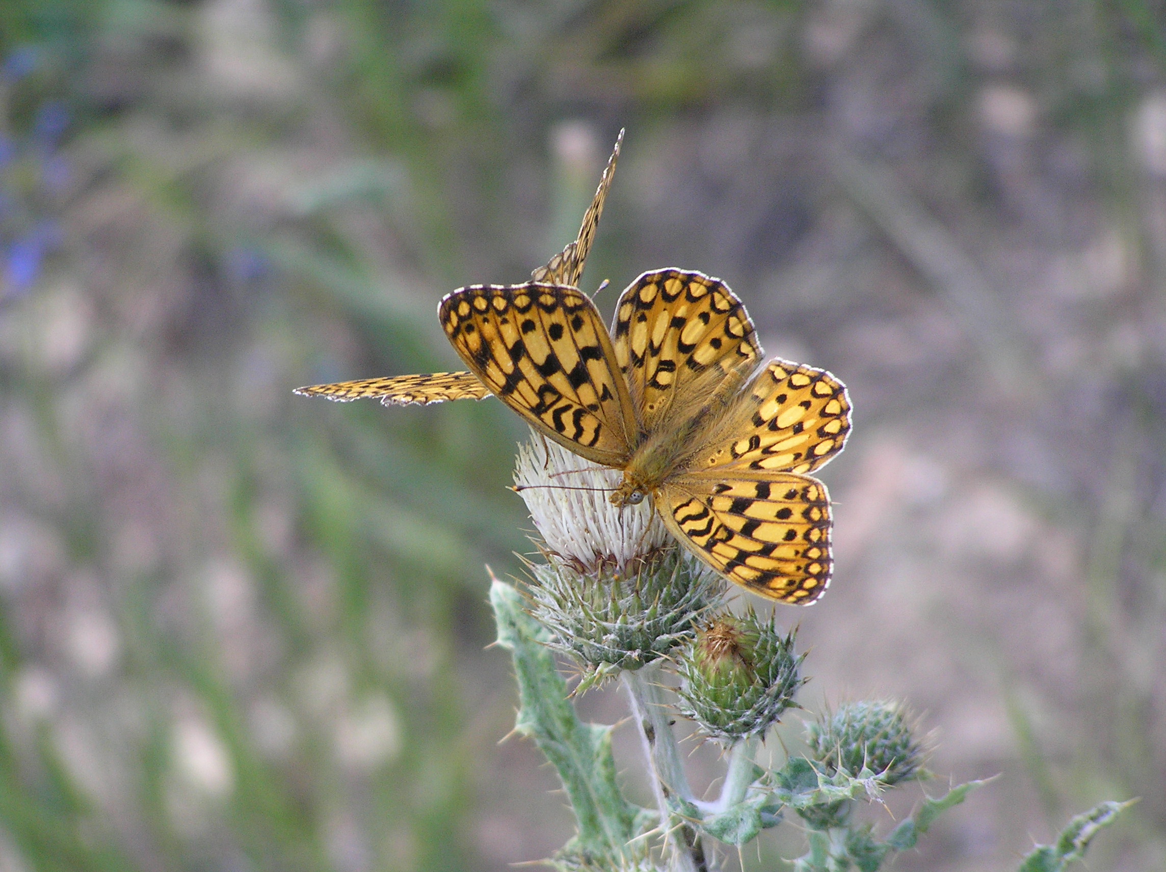 Help Butterflies and Bees in Study at Fossil Butte National Monument -  Fossil Butte National Monument (. National Park Service)