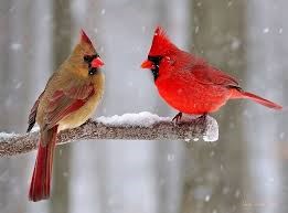 red male cardinal,brown female cardinal