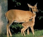 brown female deer with fawn