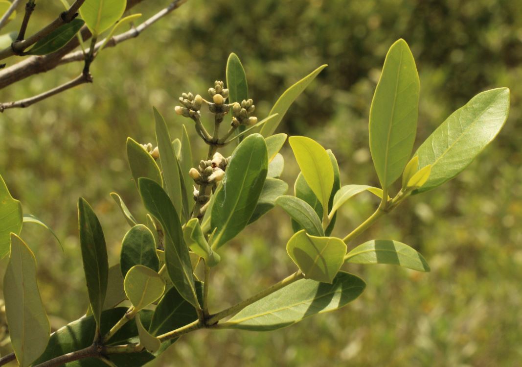 mangrove tree leaves