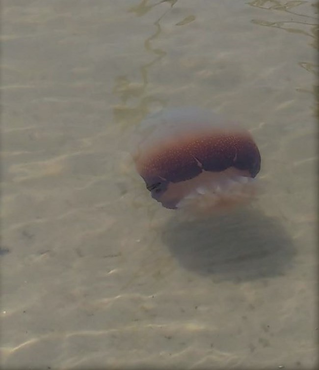 Cannonball Jelly Fish in shallow water