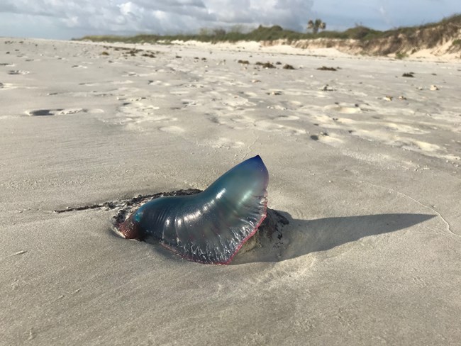still inflated man-o-war jellyfish