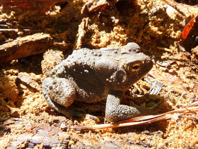 American Toad enjoying its sandy surroundings