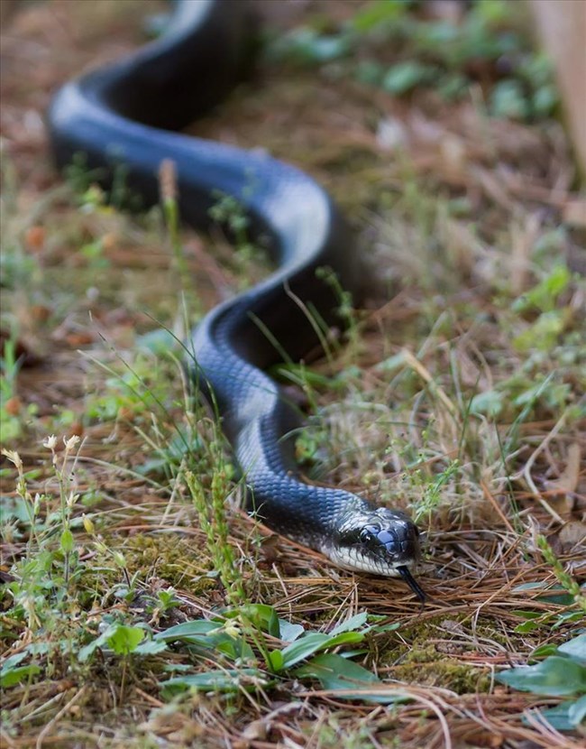 Black Rat Snake slithering around on a grassy ground