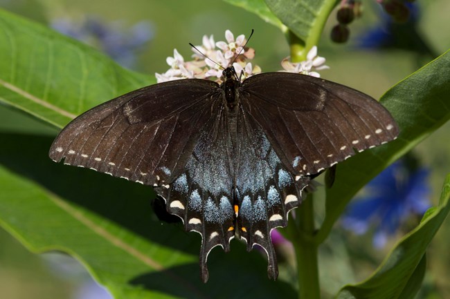 Black Swallowtail resting on some flowers