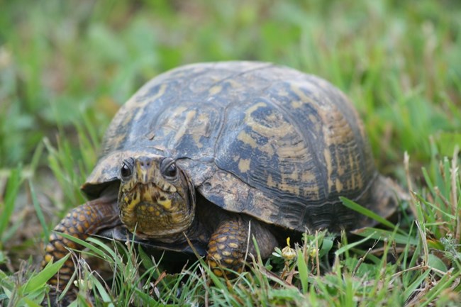 Box Turtle chilling in the grass